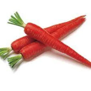 Red Carrot 